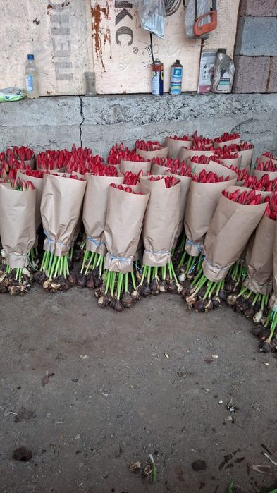 Тюльпаны к 8 марта