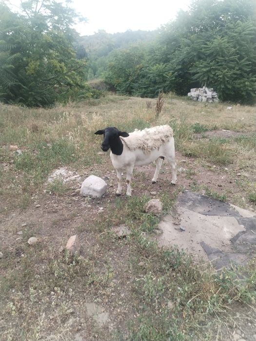 Vand  oi Dorper  Tinere