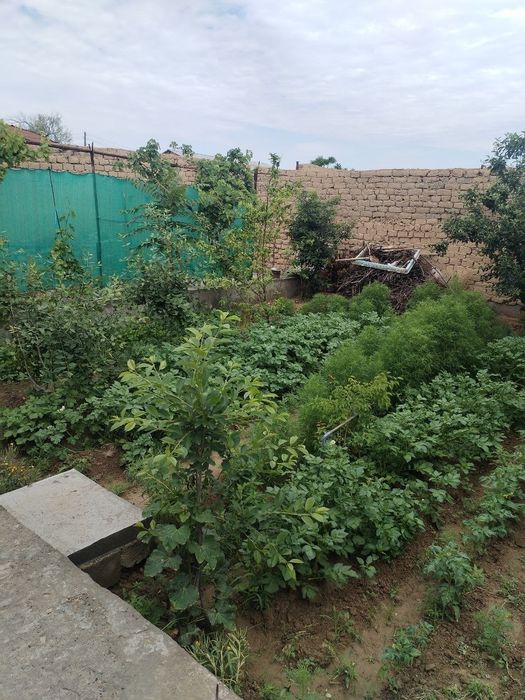 Dacha sotiladi yubileynida