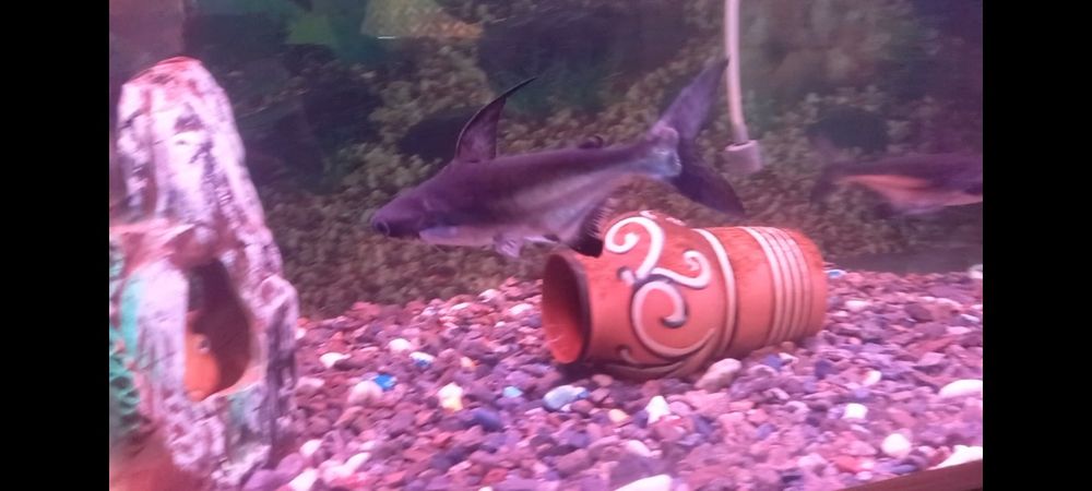 Акула сотилади..