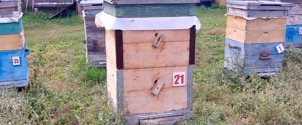 Продаётся пасека и пчелосемьи