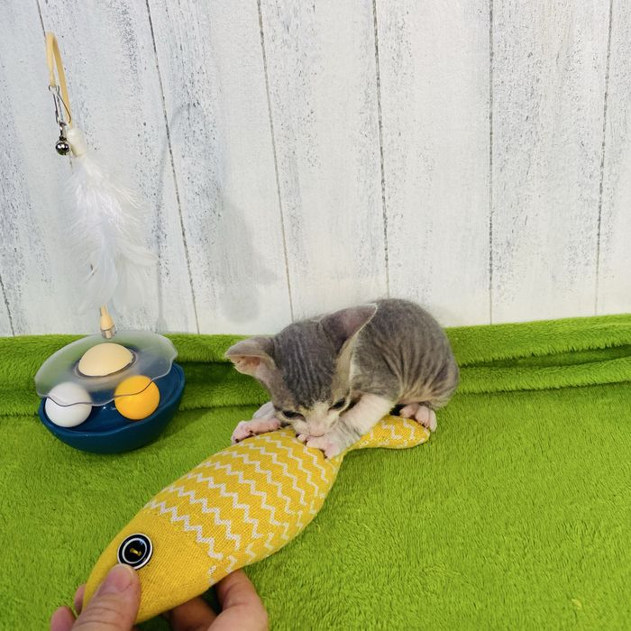 Котик донской сфинкс