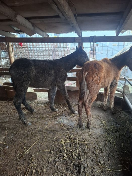 Жабагы сатылады.