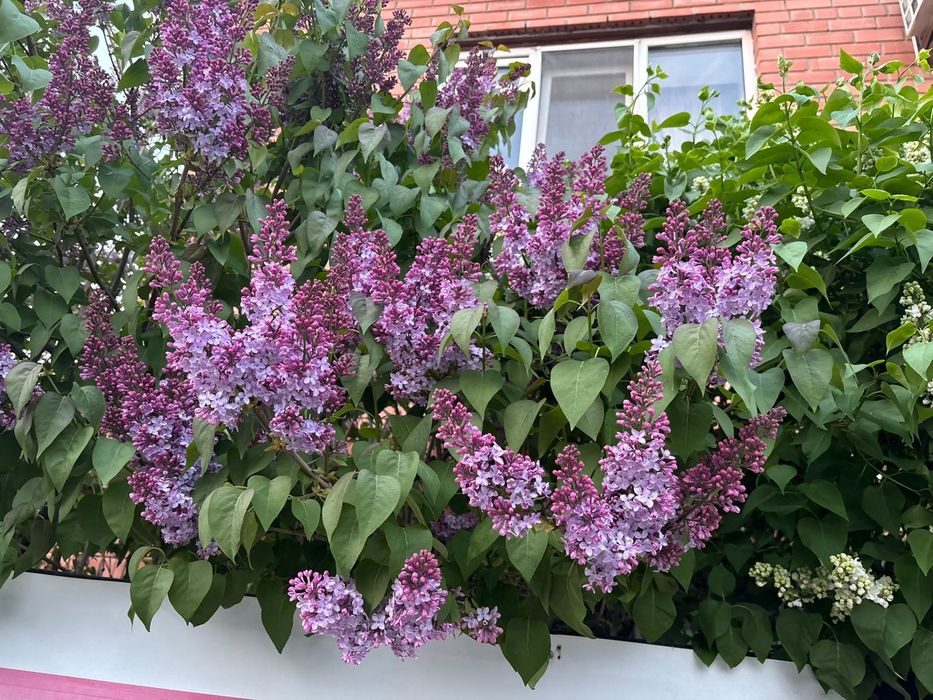 Сирень белая и Сиреневая