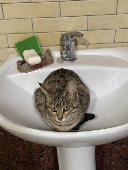 Мушук где-то 9 ойлик соглом ойиси бенгал киз бу бесплатно берамиз