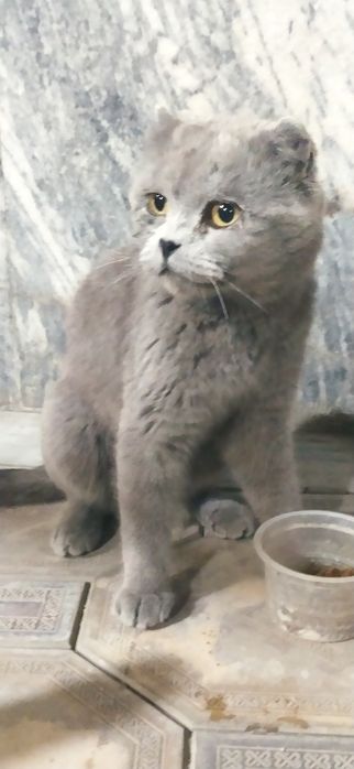 #skottish sotiladi Samarqand