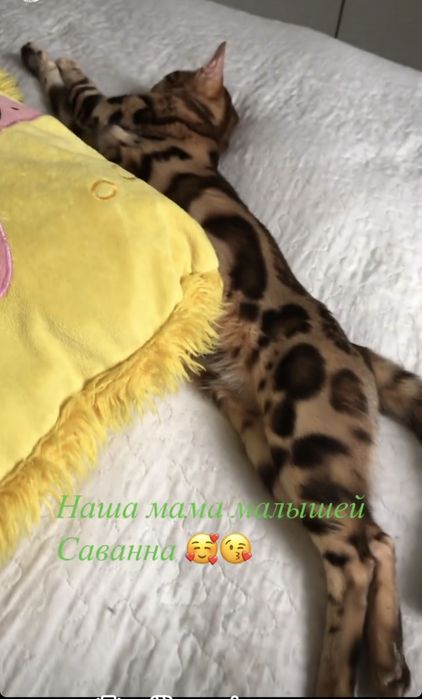 Нежные Бенгальские детки с полным пакетом документов