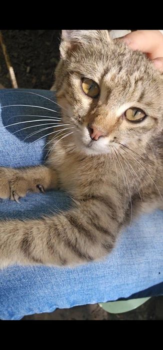 Котёнок девочка в добрые руки