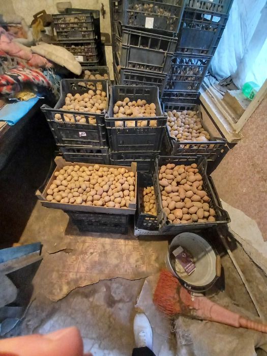 Картофи, семена, агрия и други с. Света Петка • OLX.bg