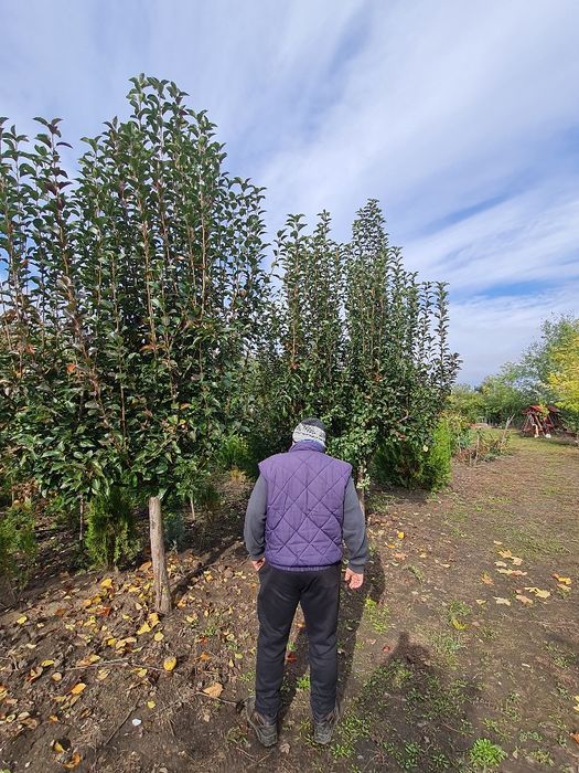 Vând arbori,paltin stejar,platan.tei