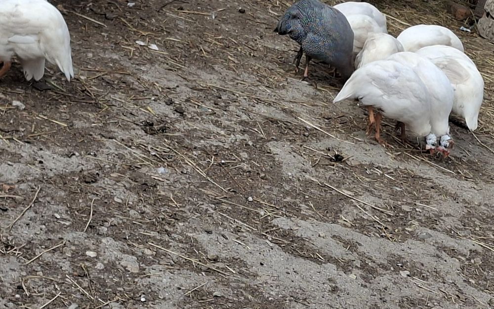 Bibilici din primăvara anului acesta
