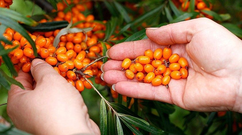 Продам  облепиху