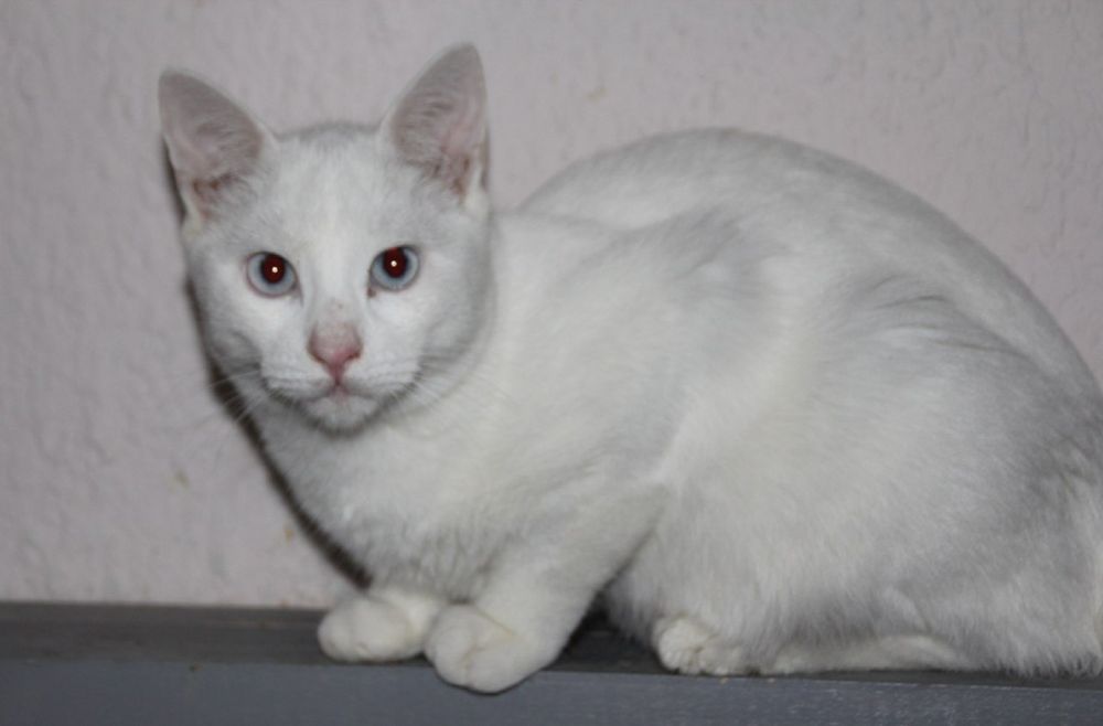 Возьми малыша из приюта