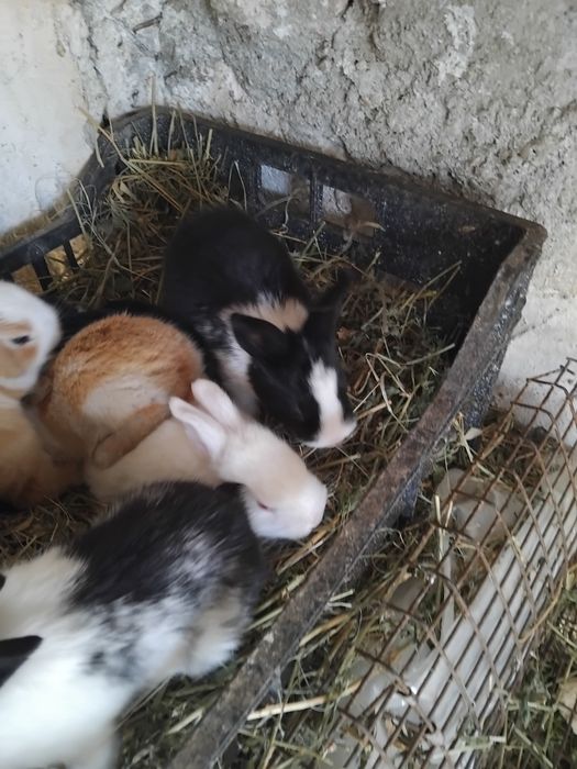 Iepurasi de vanzare pt copii frumosi