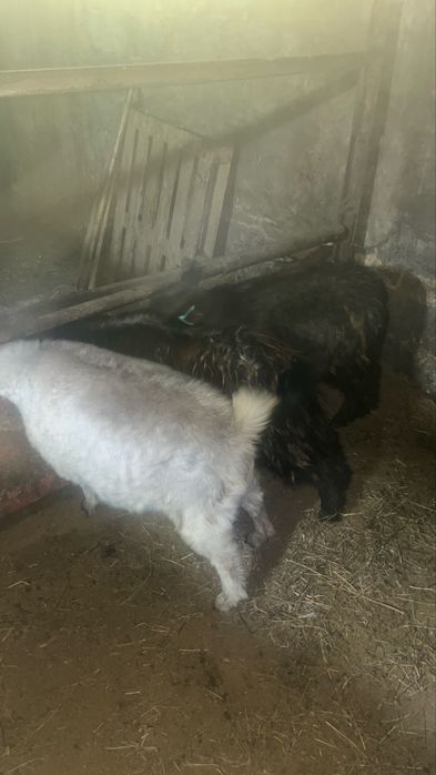 Ешкилер сатылады