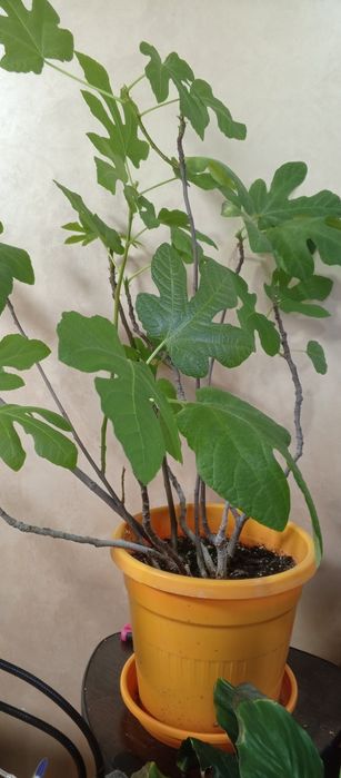 Продам кустик  инжира