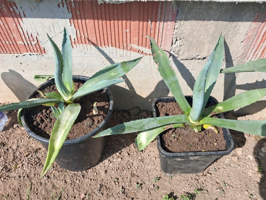 Американско Агаве 10 евро