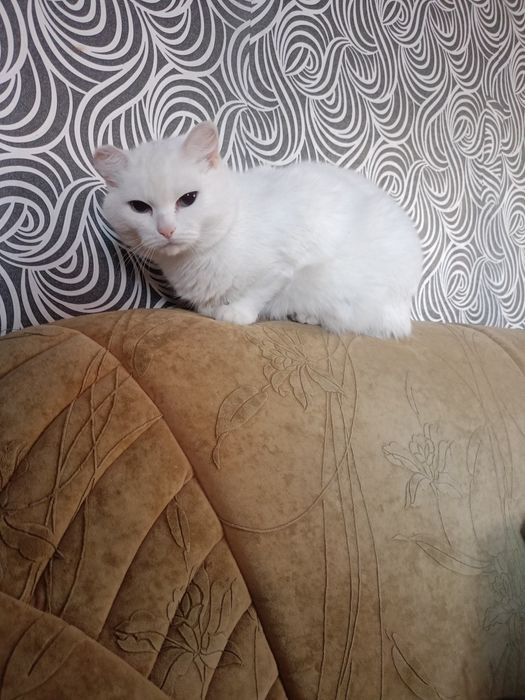 Кошка в добрые руки