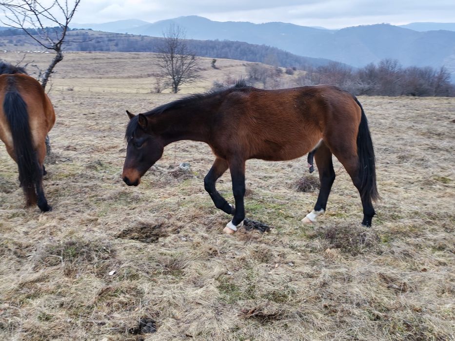 Vând mânz de 2 ani!