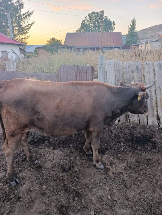 Продам телочку в кожохова