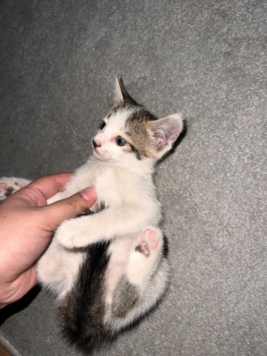 Кичкина мушукчалар