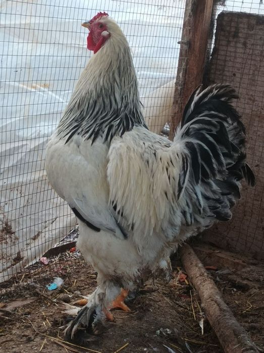 Брама хўроз уйда боқилган 12 ойлик