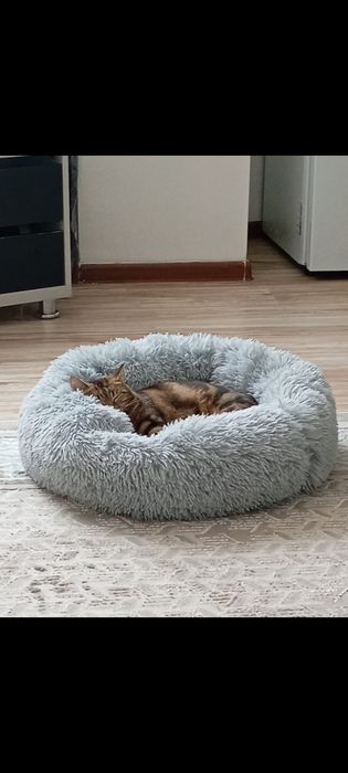 Британская кошка