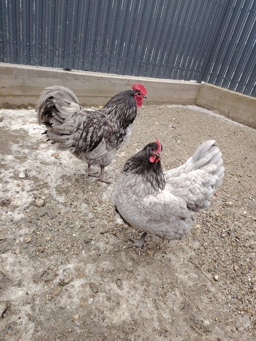 Vând ouă gaina  Australorp albastru și negru. Pentru incubat