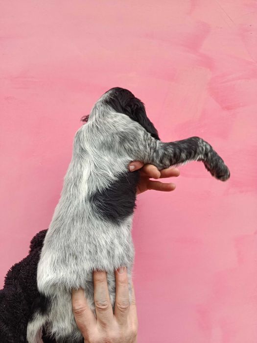 Продам щенка русский охотничий спаниель.