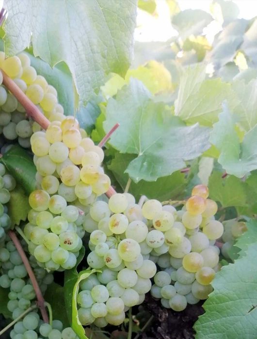 Продавам Грозде Мерло и Алиготе реколта 2026г.