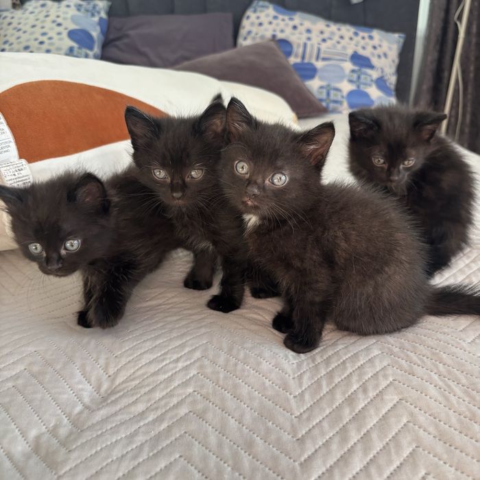 Отдам котят в добрые руки