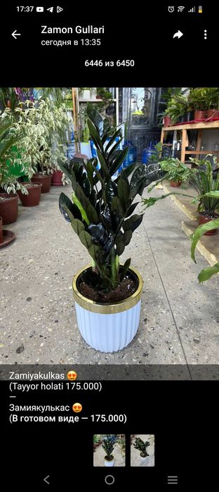 Домашние растения, Хонаки гуллар