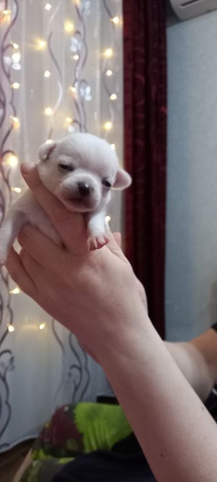 Щенки   чихуахуа