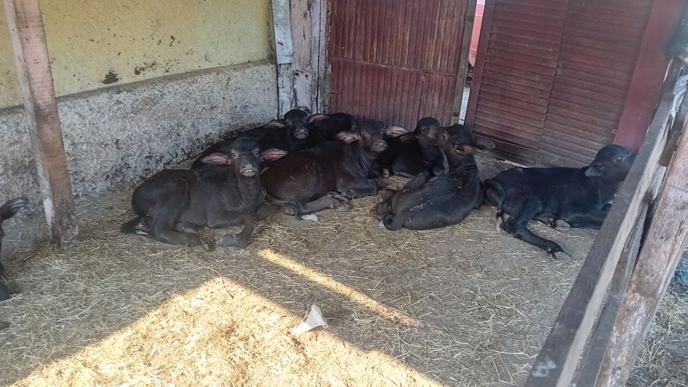 Продавам малачета