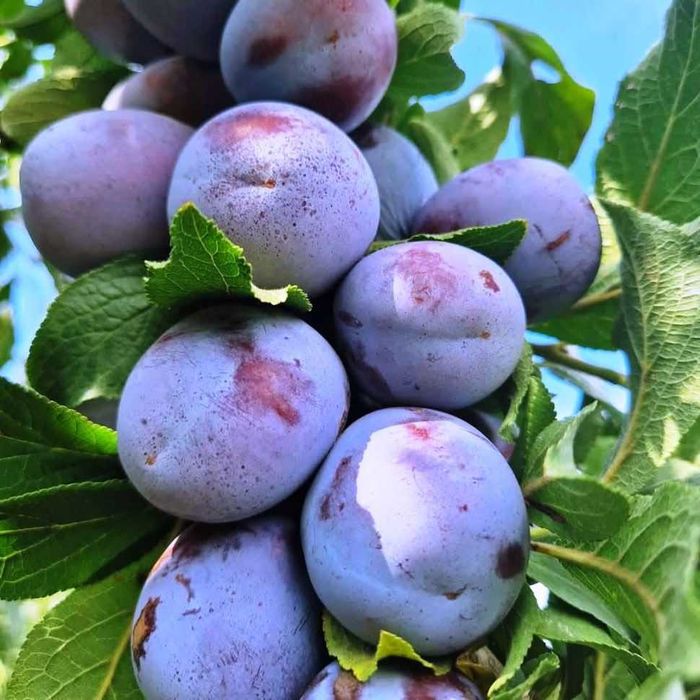 Vand Prune pentru consum sau tuica Anna Spath (anașpet)