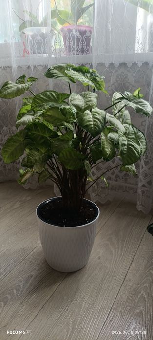 Продам комнатные растения