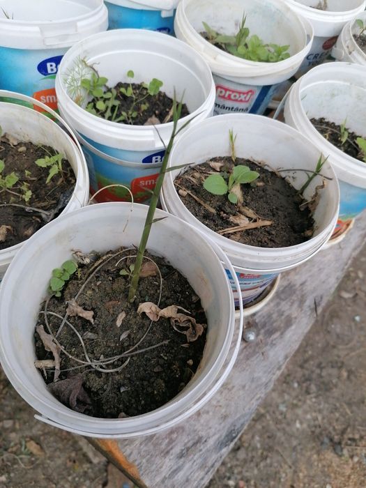 Bambusi puieti verzi crestere rapida