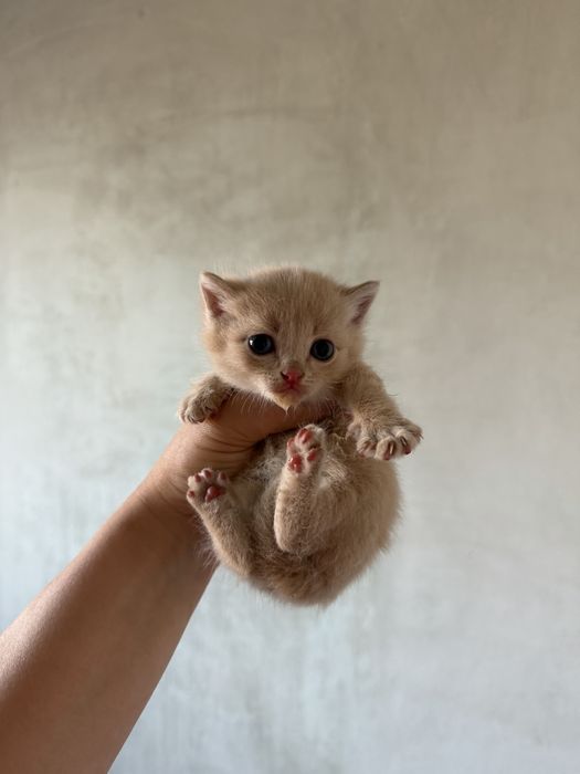 Котята ищут дом