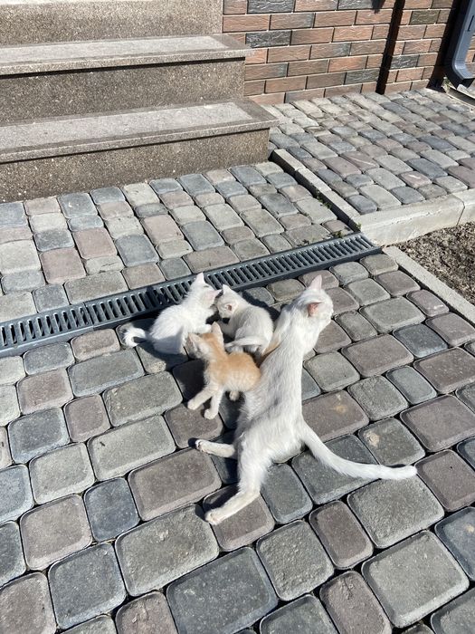 Белоснежные Котёноки девочки