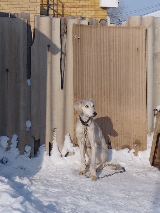 Еркек Тазы 1 жасар