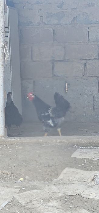 Кораз сатам арзан бағада