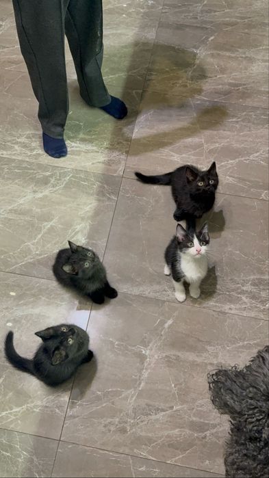 Котята ищут семью