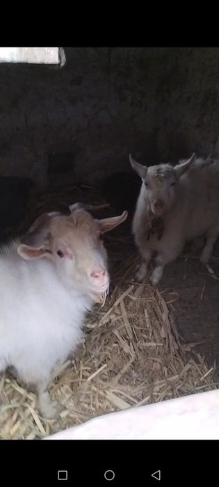 Козы мальчики хорошие