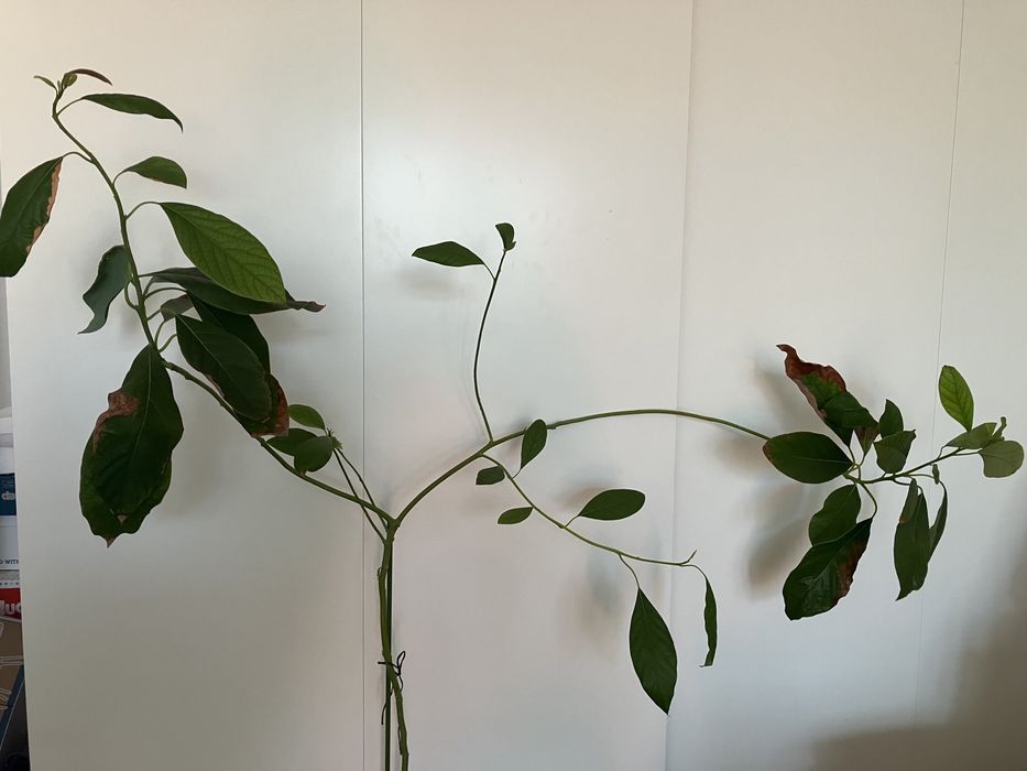 Plante Avocado in ghiveci