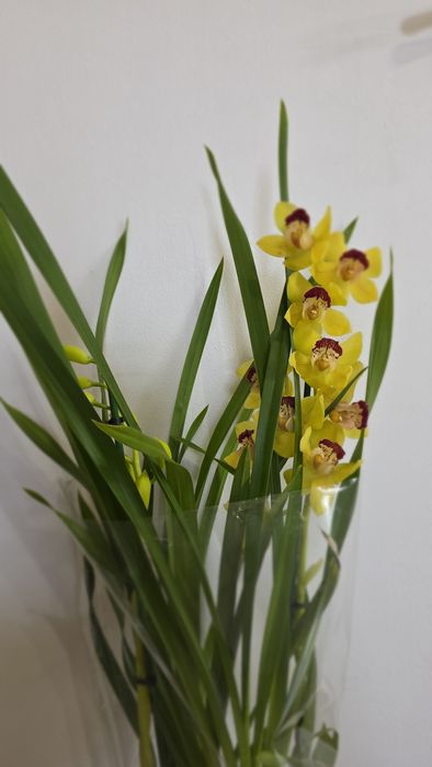 Орхидея Цимбидиум