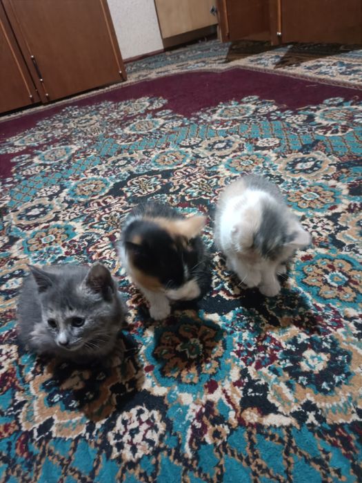 Кошки mushuk bola 2 sotilboldi