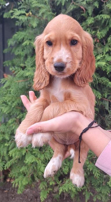 Cocker Spaniel caini