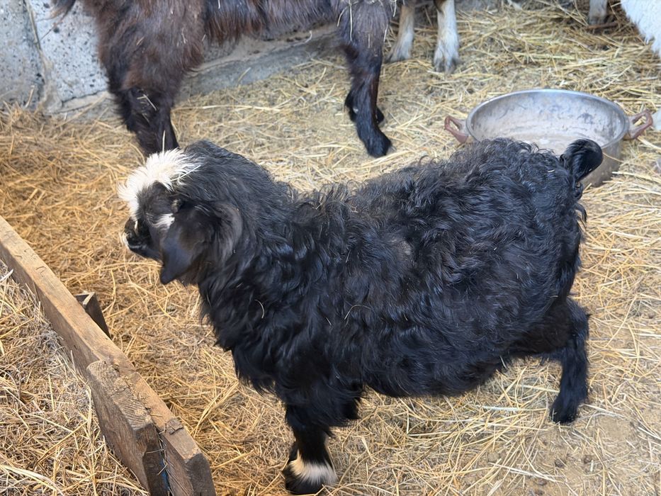 Козы 4 штук продам срочно !