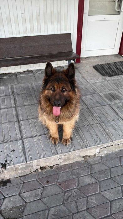 Чей пес? Срочно ищем хозяина!