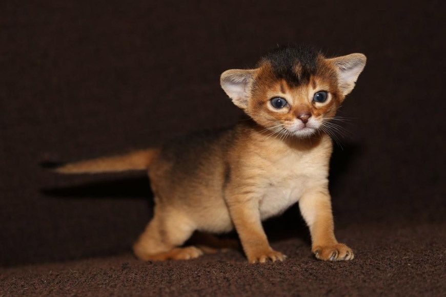 Абиссинские котята фото цена Абиссинские котята фото цена